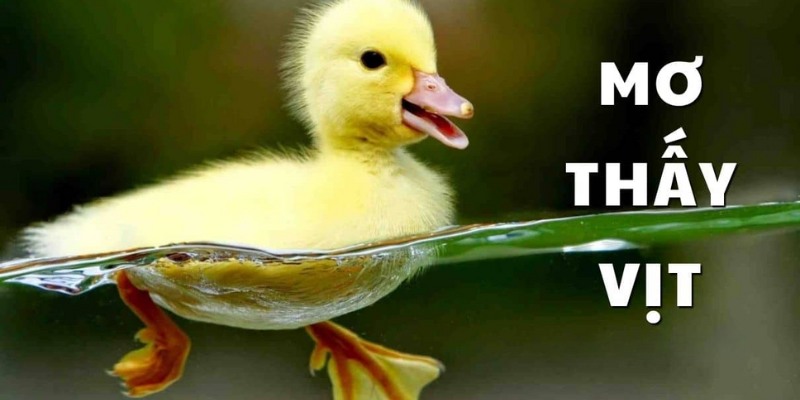 Mơ Thấy Vịt - Nên Đánh Đề Bao Nhiêu: Ý Nghĩa và Giải Mã 1 Ý nghĩa và giải mã mơ thấy vịt đánh đề bao nhiêu may mắn