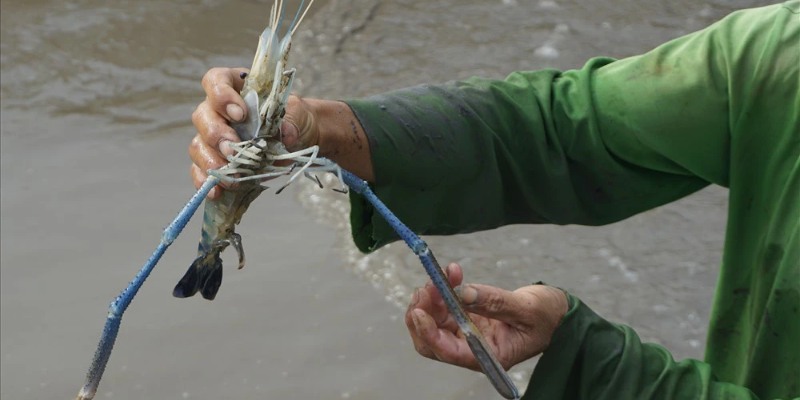 Mơ Thấy Tôm - Đánh Đề Con Gì? Điềm Báo Tốt Hay Xấu Tại Fb68 2 Mơ thấy bắt tôm có thể là một dấu hiệu tích cực về sự thành công