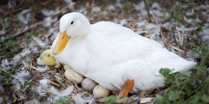 Mơ Thấy Vịt - Nên Đánh Đề Bao Nhiêu: Ý Nghĩa và Giải Mã 2 Đây cũng có thể là một dấu hiệu của sự thụ thai