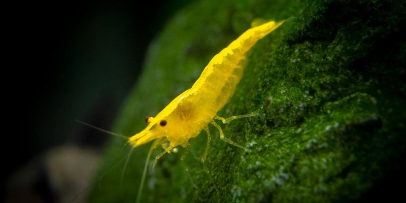 Mơ Thấy Tôm - Đánh Đề Con Gì? Điềm Báo Tốt Hay Xấu Tại Fb68 3 Tôm vàng thường là một biểu tượng của may mắn