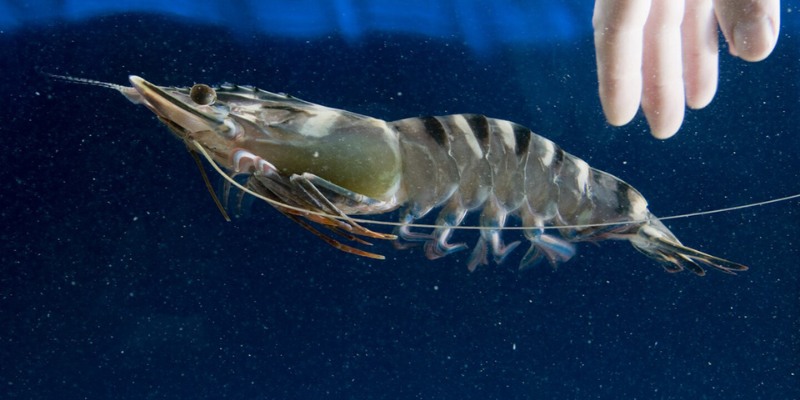 Mơ Thấy Tôm - Đánh Đề Con Gì? Điềm Báo Tốt Hay Xấu Tại Fb68 4 Tôm bơi có thể mang lại ý nghĩa biểu thị sự linh hoạt