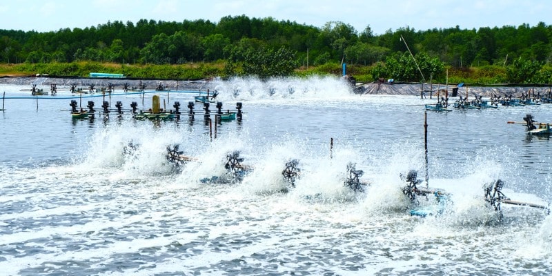 Mơ Thấy Tôm - Đánh Đề Con Gì? Điềm Báo Tốt Hay Xấu Tại Fb68 5 Mơ thấy ao tôm là đề cập đến sự thịnh vượng, cơ hội kinh doanh