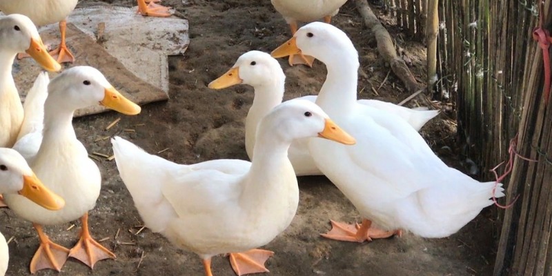 Mơ Thấy Vịt - Nên Đánh Đề Bao Nhiêu: Ý Nghĩa và Giải Mã 6 Mơ thấy vịt có thể mang lại các ý nghĩa tích cực hoặc tiêu cực