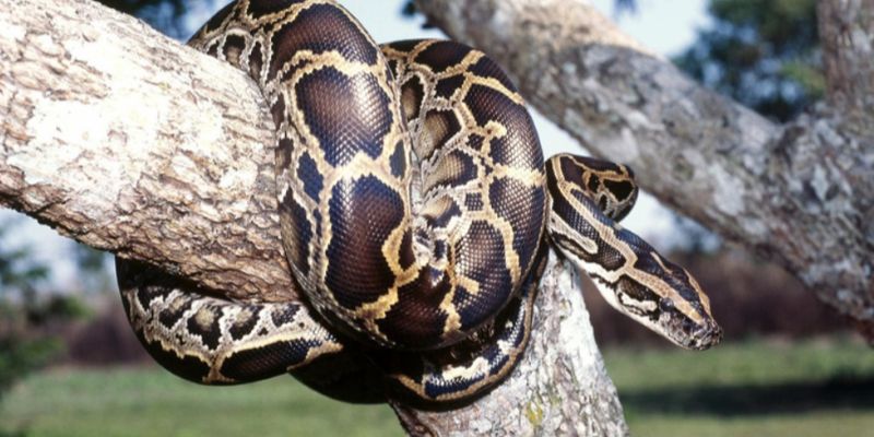 Mơ Thấy Trăn Khổng Lồ - Những Thông Tin Bạn Cần Biết Nhất 5 Giấc mơ thấy trăn khác