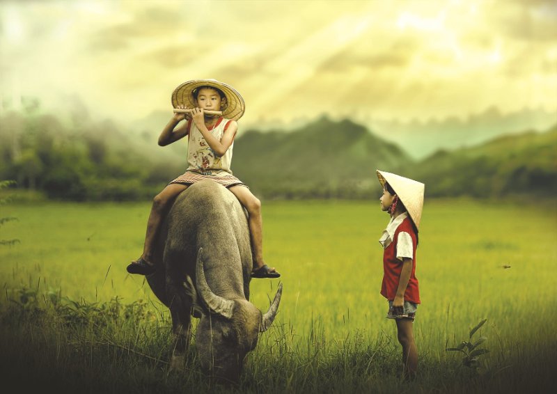 Mơ Thấy Con Trâu - Đánh Đề Con Gì Chuẩn Không Cần Chỉnh 3 Mơ thấy con trâu đánh đề con gì khi da màu đen