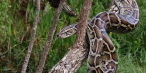 Mơ Thấy Trăn Khổng Lồ - Những Thông Tin Bạn Cần Biết Nhất 4 Mơ thấy mình đang giết trăn