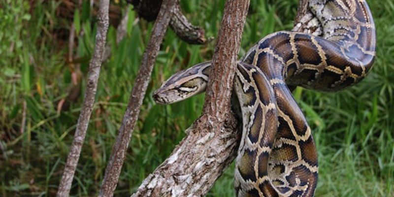 Mơ Thấy Trăn Khổng Lồ - Những Thông Tin Bạn Cần Biết Nhất 2 Mơ thấy mình đang giết trăn