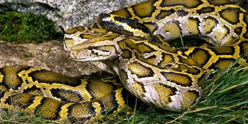 Mơ Thấy Trăn Khổng Lồ - Những Thông Tin Bạn Cần Biết Nhất 3 Mơ thấy trăn khổng lồ bị mình ăn thịt