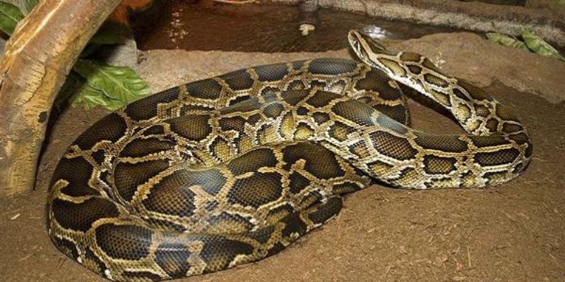 Mơ Thấy Trăn Khổng Lồ - Những Thông Tin Bạn Cần Biết Nhất 4 Mơ thấy trăn là điềm lành hay dữ