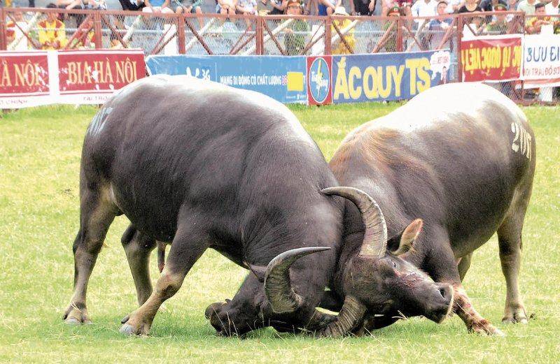 Mơ Thấy Con Trâu - Đánh Đề Con Gì Chuẩn Không Cần Chỉnh 4 Nằm mộng thấy có 2 con trâu đang húc nhau