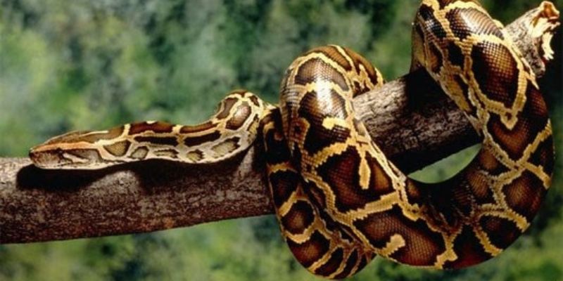 Mơ Thấy Trăn Khổng Lồ - Những Thông Tin Bạn Cần Biết Nhất 1 Ý nghĩa của mơ thấy trăn khổng lồ